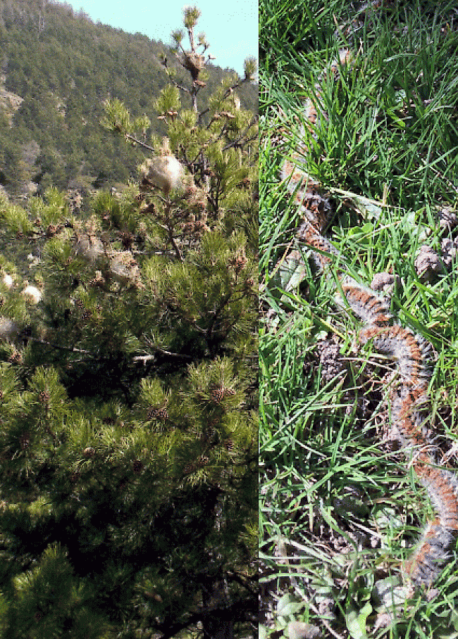 Befallen.Typische Nester der giftigen Raupen in Föhren, die aussehen wie Zuckerwatte (Foto links). Im Frühling begeben sich die Raupen auf Wanderschaft. Die haarigen Raupen, die typisch hintereinander (prozessionsartig) marschieren.
